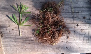 Cleavers (galium aparine) and their roots