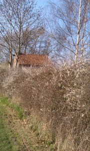 Sloes in flower, Yorkshire Museum of Farming, April, 2015